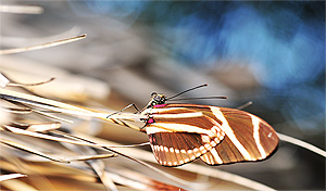 Vlinder (San Marcos La Laguna, Guatemala)